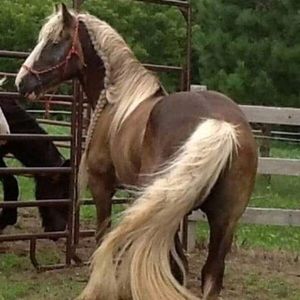 Meet your Posher, Andrea